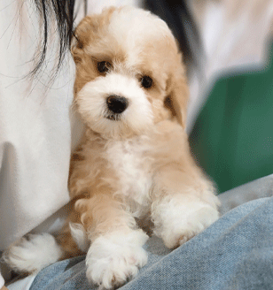 분양new